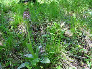 Orchis purpurea 25042004 carnetin.jpg (32096 octets)