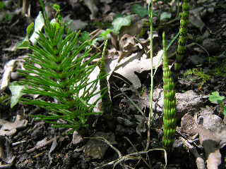 Presles 24042004 carnetin.jpg (32689 octets)