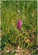 fleur3.jpg (446999 octets)