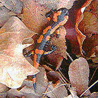 salamandre tachete.jpg (26803 octets)